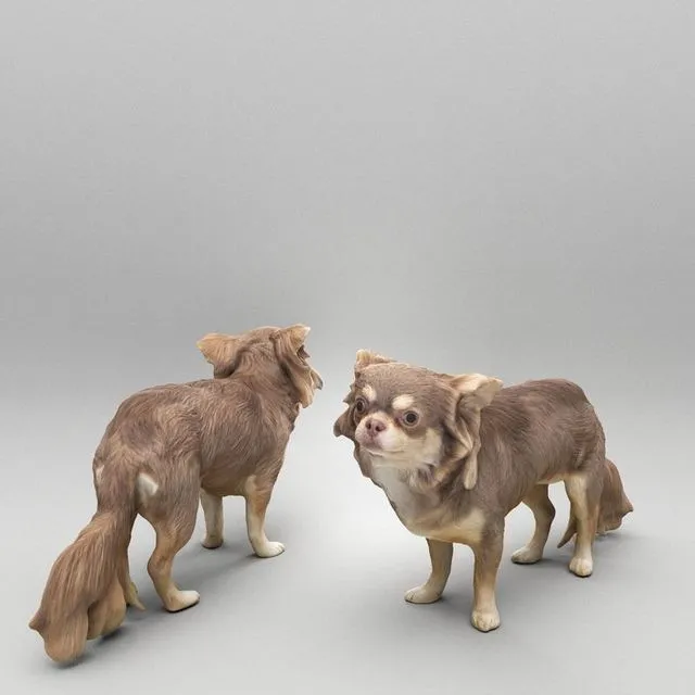 PBR Game 3D Models – Chihuahua dog 24