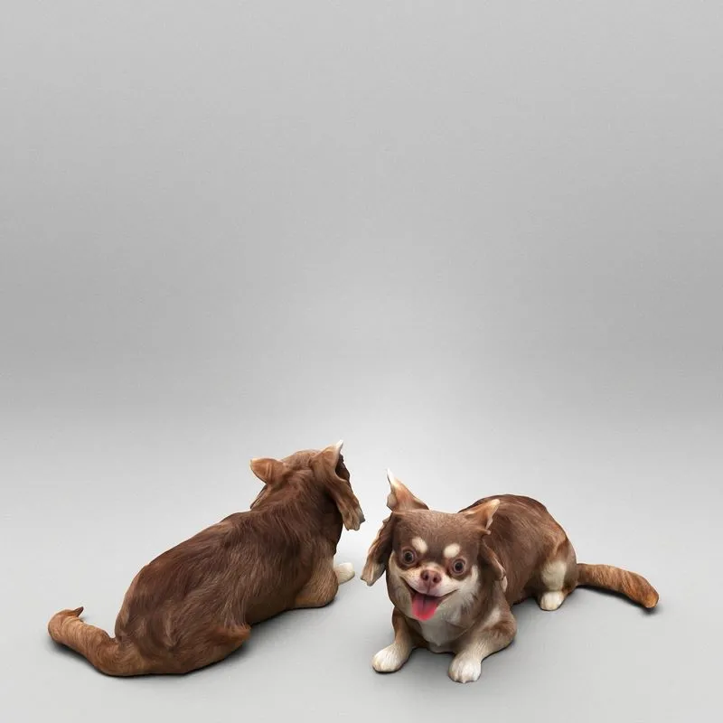 PBR Game 3D Models – Chihuahua dog lying down 36