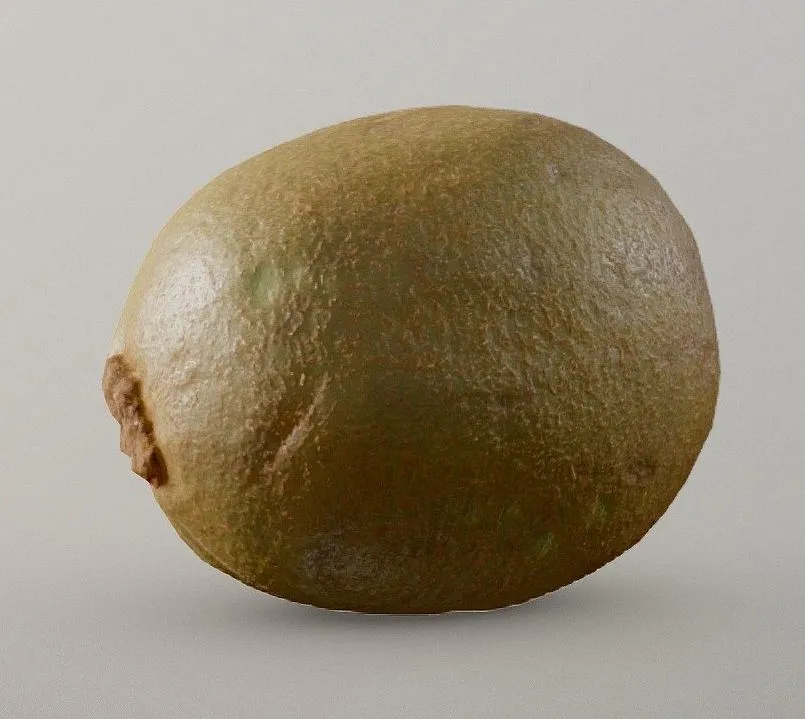 PBR Game 3D Models – Chiles Kiwi