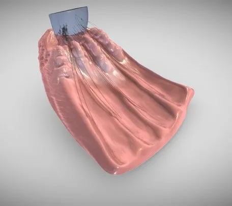 PBR Game 3D Models – Ciliary Body Zoomed In