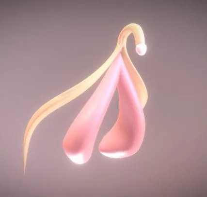 PBR Game 3D Models – CLITORAL STRUCTURE