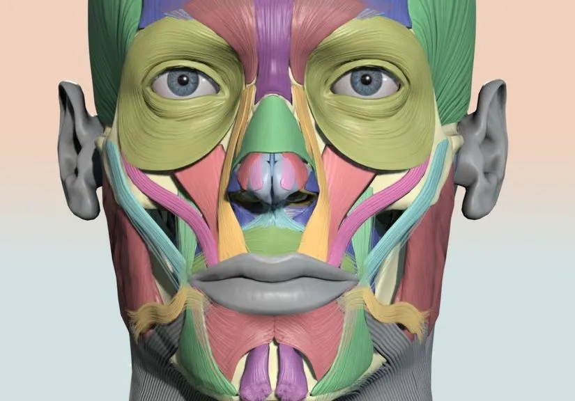 PBR Game 3D Models – Colourcoded Head Muscle Chart