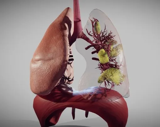 PBR Game 3D Models – Covid 19 Patient’s Lungs Version1 (Animated)