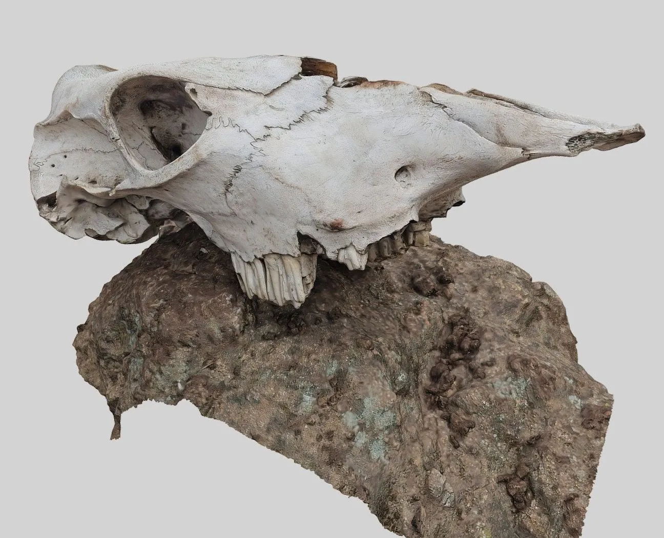 PBR Game 3D Models – Craneo De Caballo Horse Skull