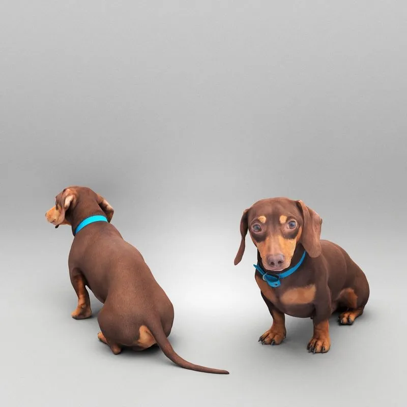 PBR Game 3D Models – Dachshund dog 26