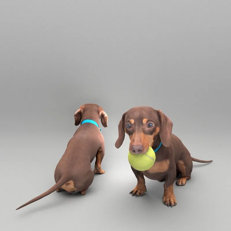 PBR Game 3D Models – Dachshund dog playing with toy 31