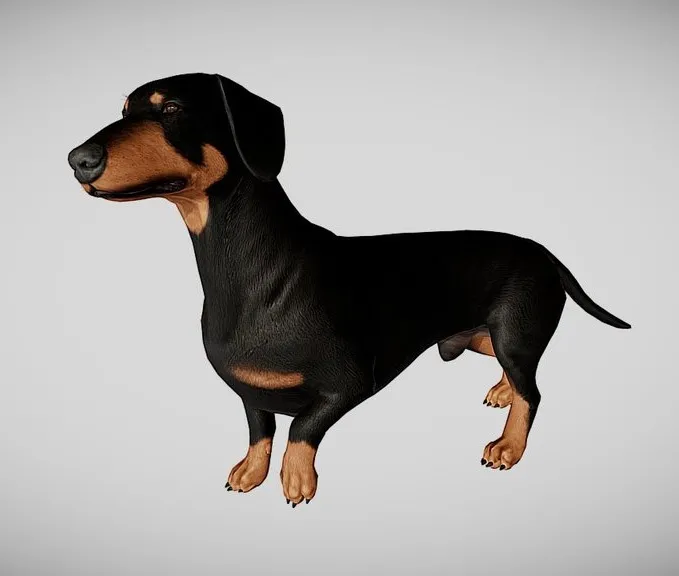 PBR Game 3D Models – Dachshund
