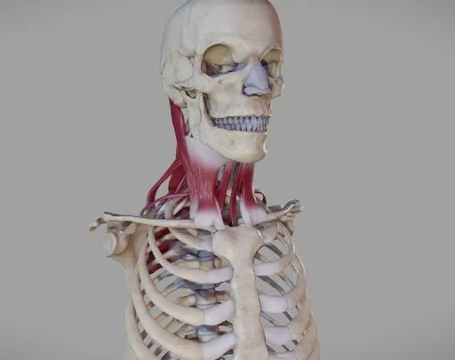 PBR Game 3D Models – Deep Muscles Of The Neck