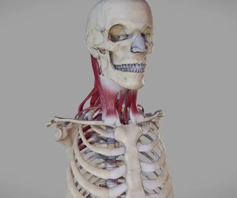 PBR Game 3D Models – Deep Muscles Of The Neck