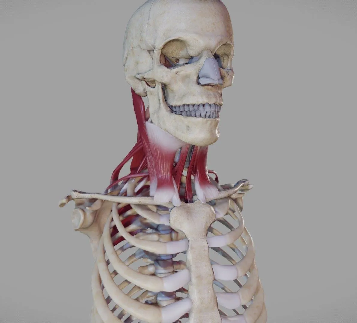 PBR Game 3D Models – Deep Muscles Of The Neck