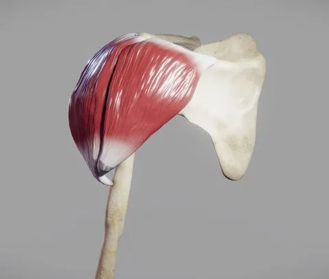 PBR Game 3D Models – Deltoid Origin And Insertion