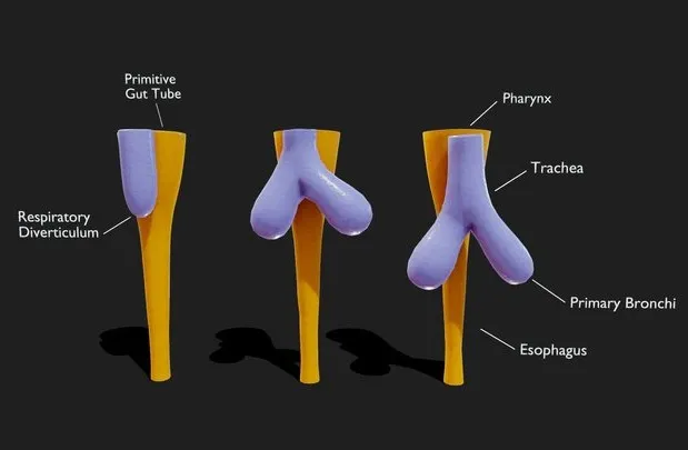 PBR Game 3D Models – Development Of Esophagus