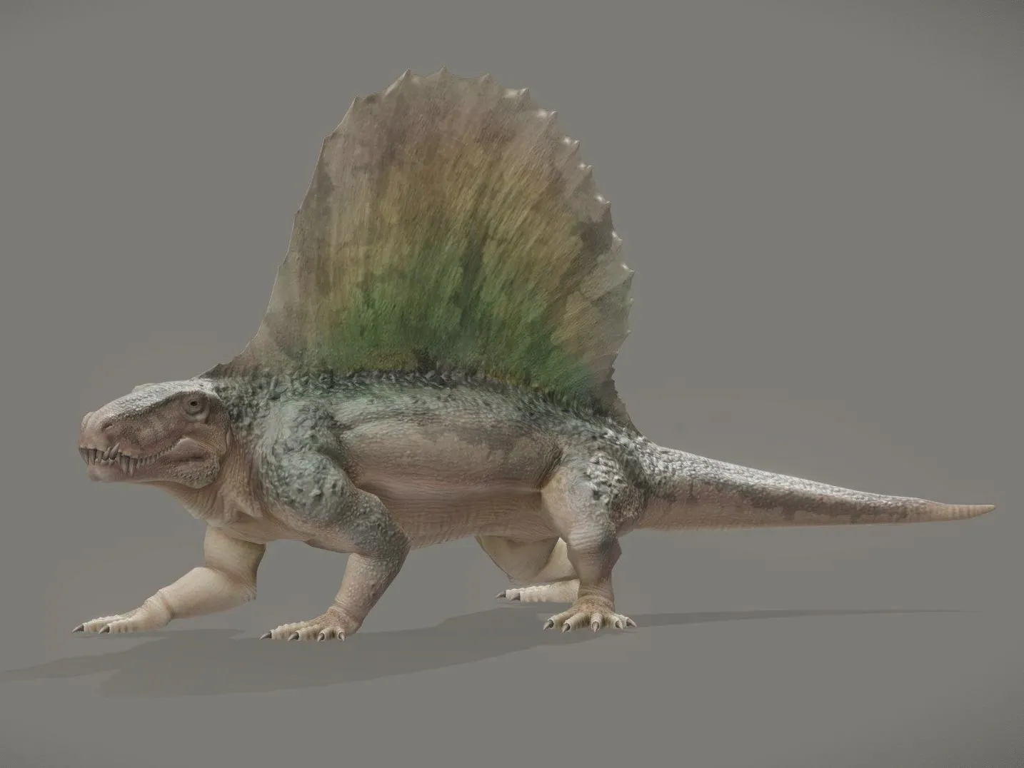 PBR Game 3D Models – Dimetrodon Grandis