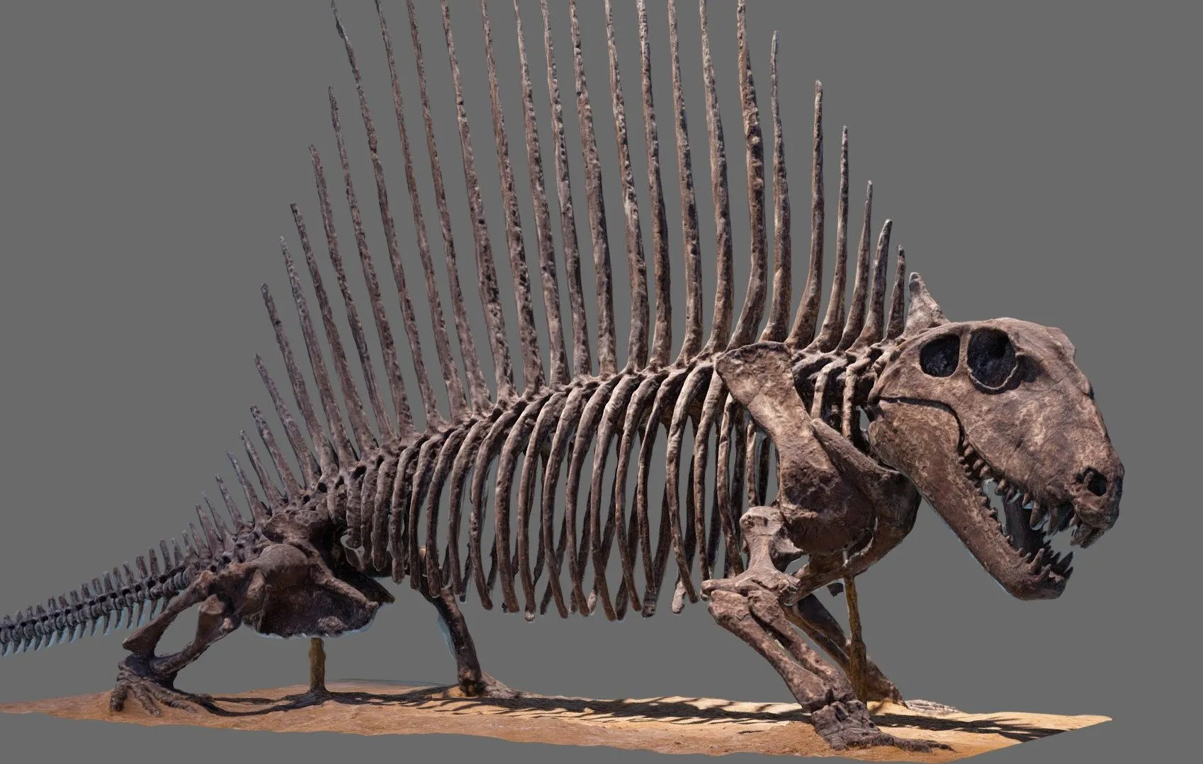 PBR Game 3D Models – Dimetrodon