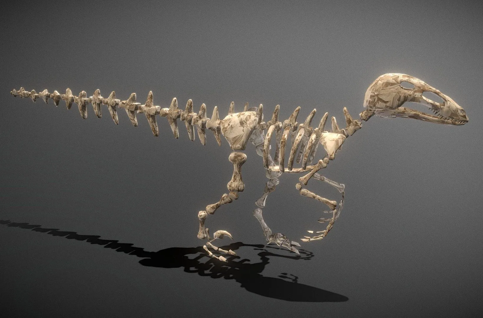 PBR Game 3D Models – Dinosaur Skeleton