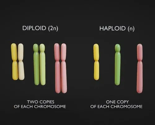 PBR Game 3D Models – Diploid Vs Haploid
