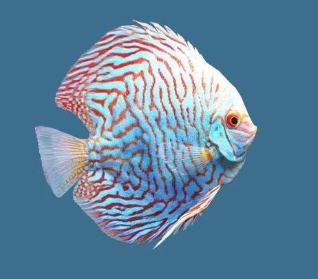 PBR Game 3D Models – Discus Checkerboard Pigeon