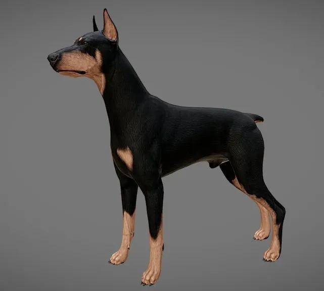PBR Game 3D Models – Doberman