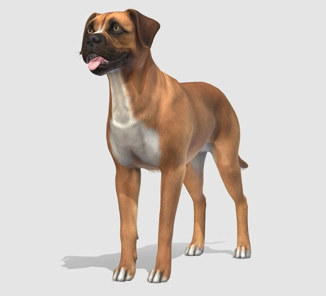 PBR Game 3D Models – Dog Boxer