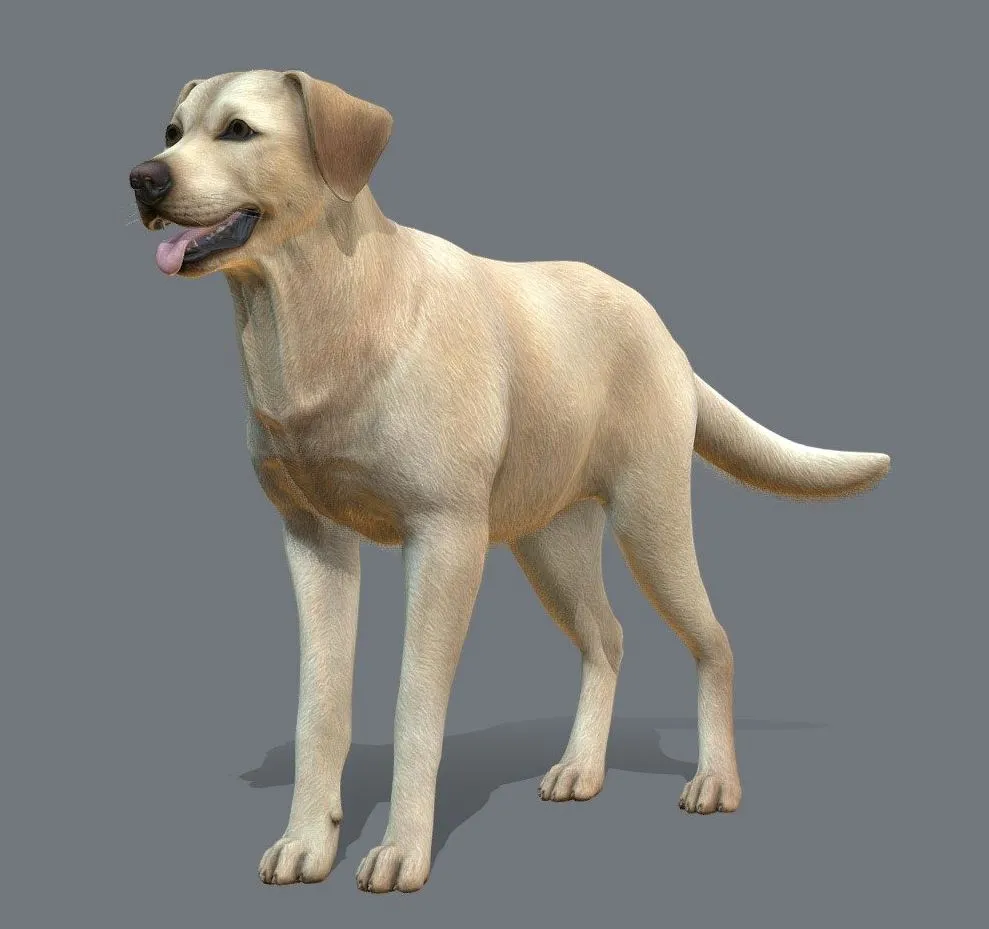 PBR Game 3D Models – Dog Labrador V3