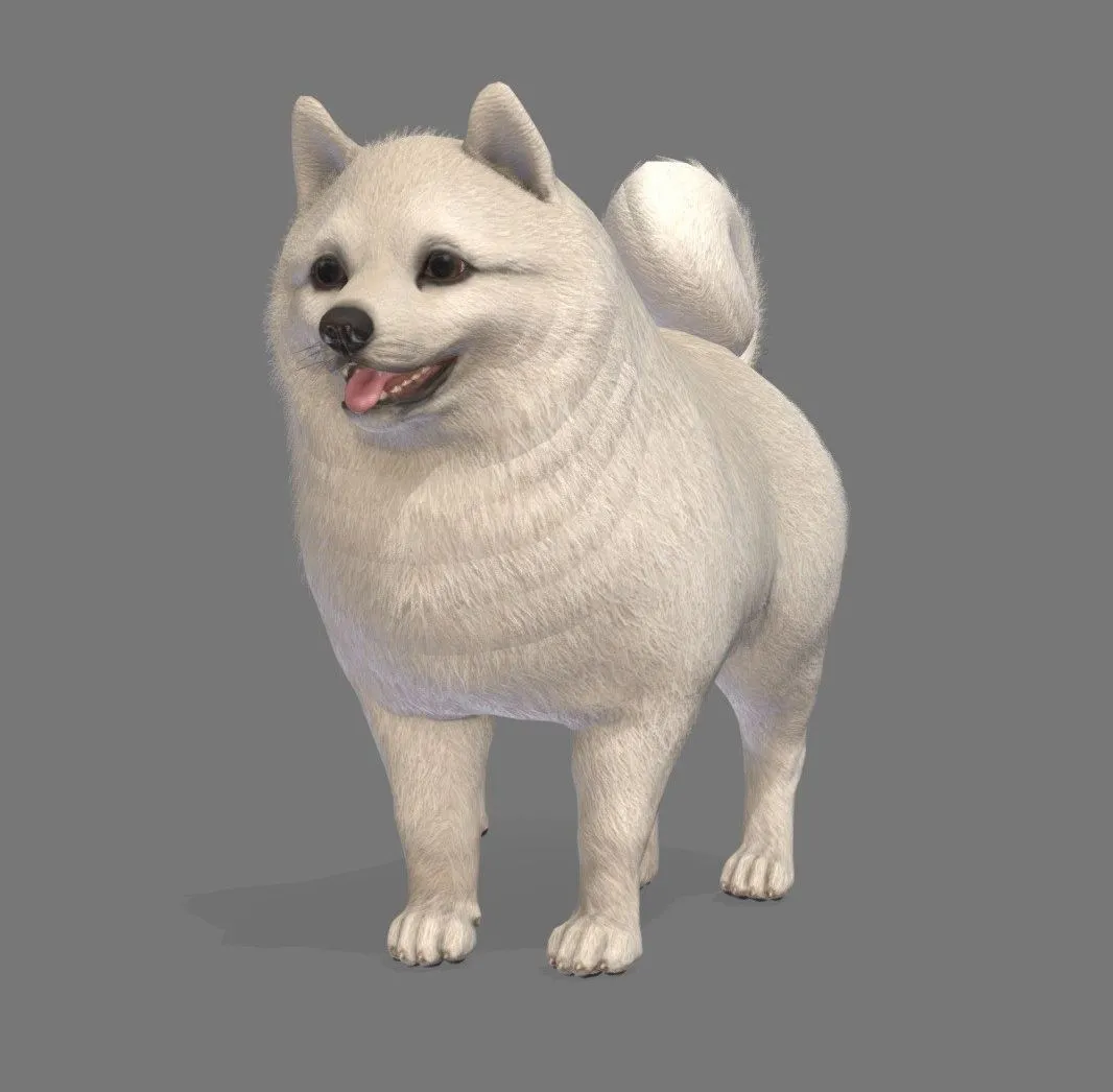 PBR Game 3D Models – Dog Pomeranian Spitz