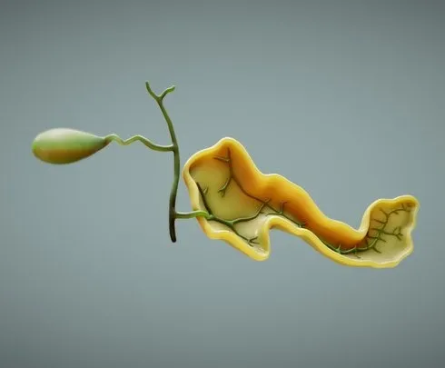 PBR Game 3D Models – Ducts Of The Liver And Pancreas