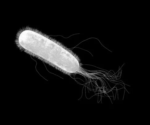 PBR Game 3D Models – E. Coli (Escherichia Coli) Bacteria