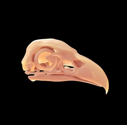 PBR Game 3D Models – Eagle Skull
