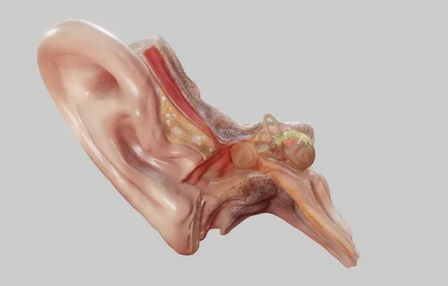 PBR Game 3D Models – Ear Cross Section