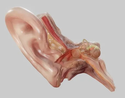 PBR Game 3D Models – Ear Cross Section