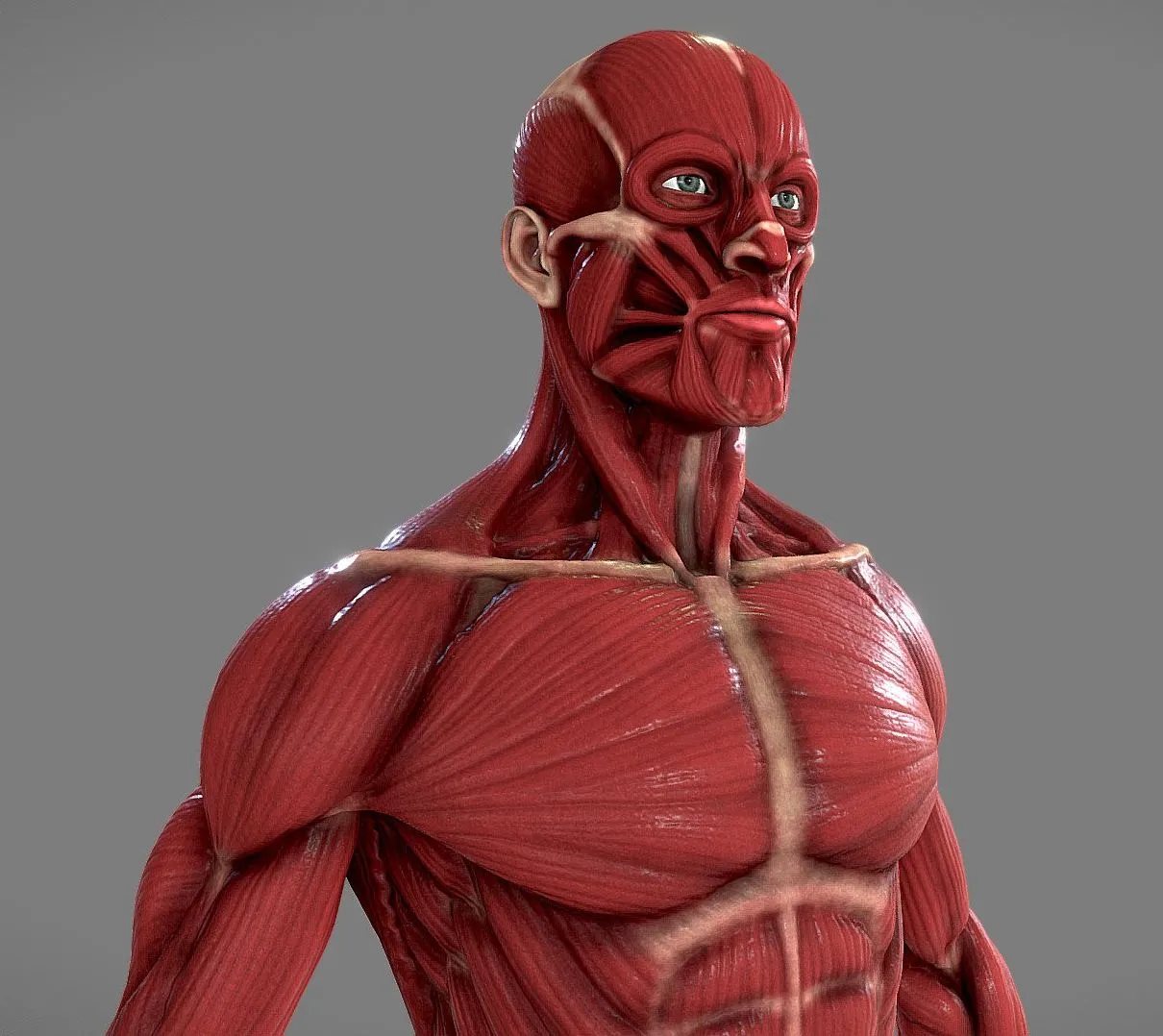 PBR Game 3D Models – Ecorche Anatomy Human Male Musculature