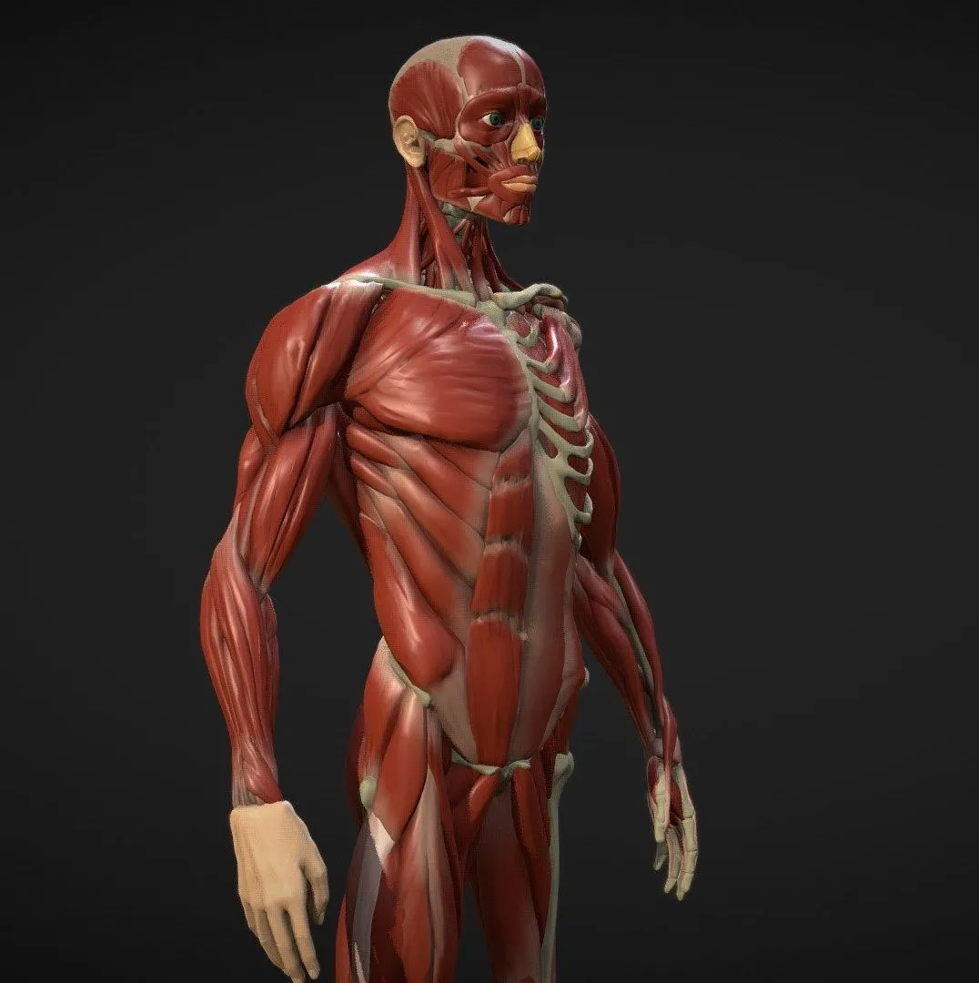 PBR Game 3D Models – Ecorche Anatomy Study