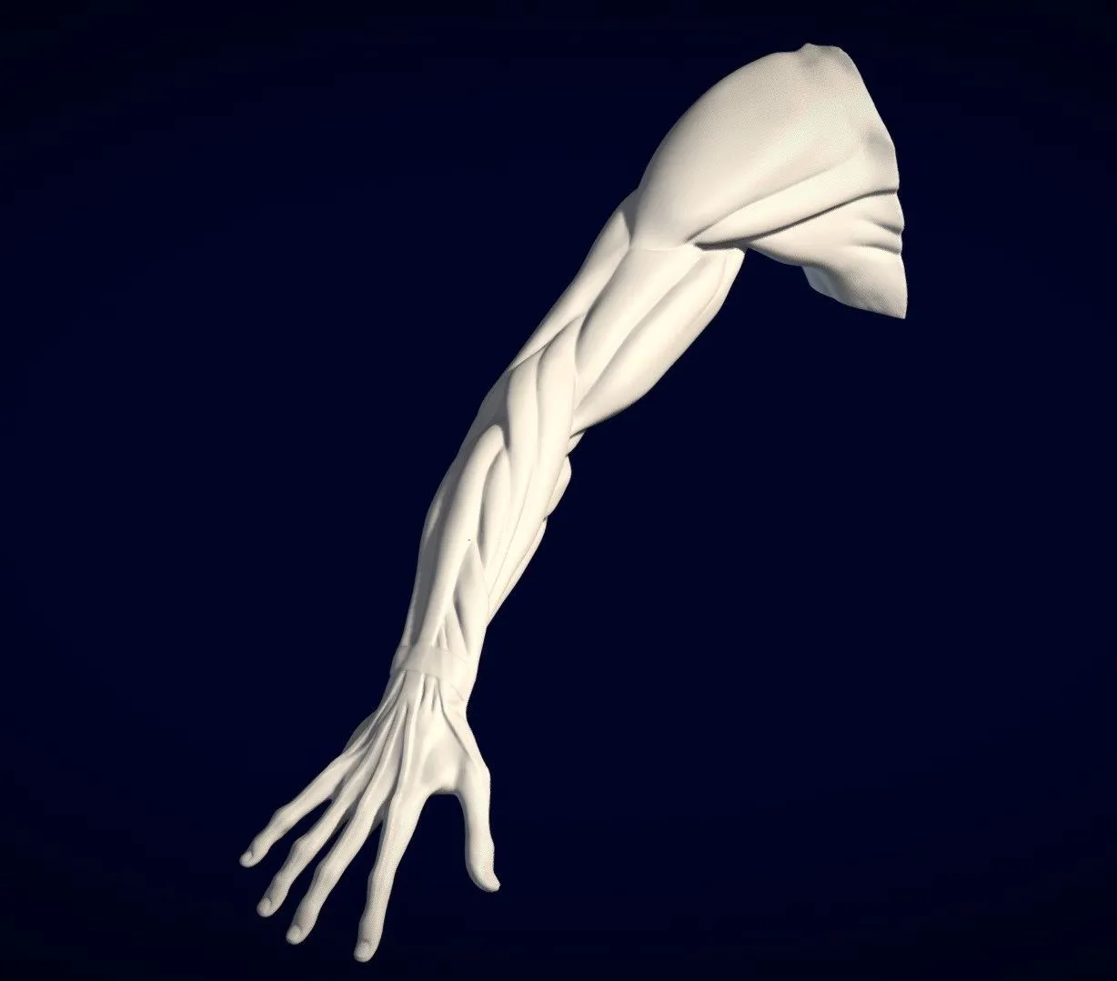 PBR Game 3D Models – Ecorche Brazo Derecho Houdon