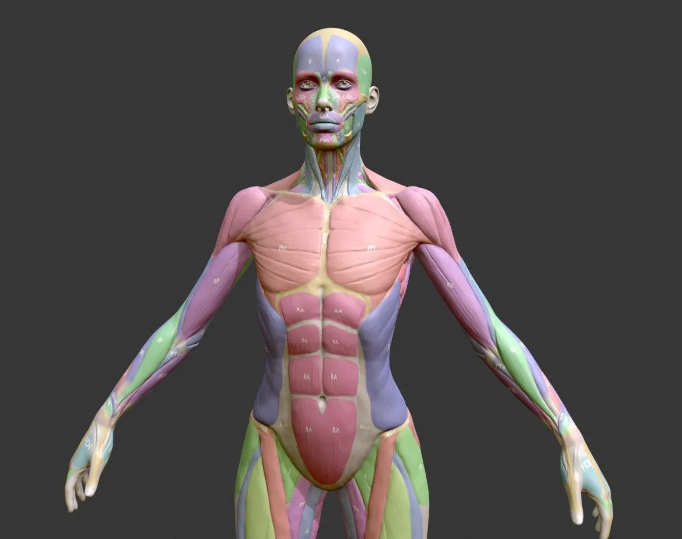 PBR Game 3D Models – Ecorche Female Musclenames Anatomy