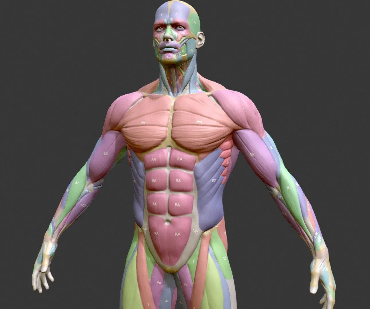 PBR Game 3D Models – Ecorche Male Musclenames Anatomy