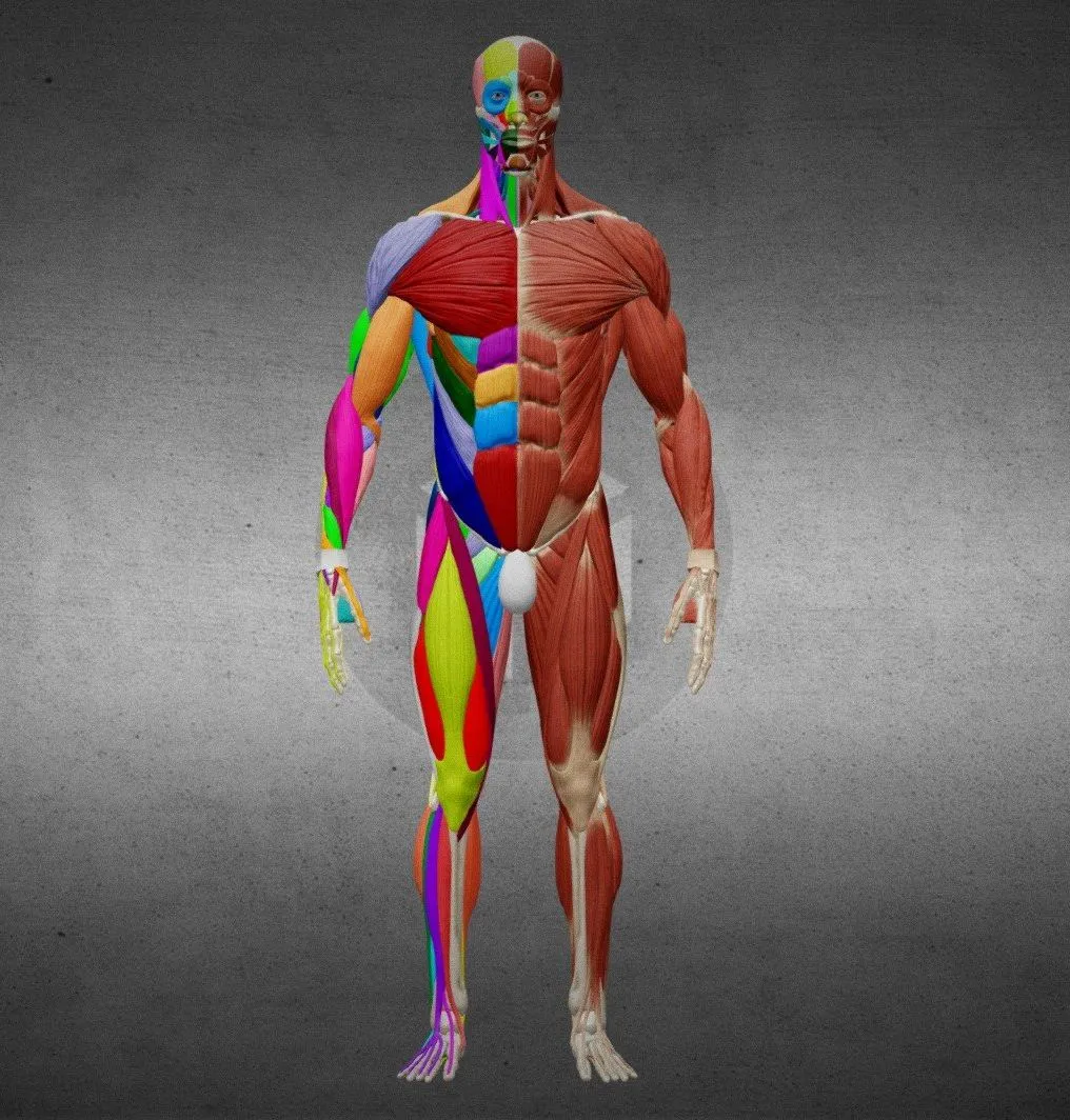 PBR Game 3D Models – Ecorche