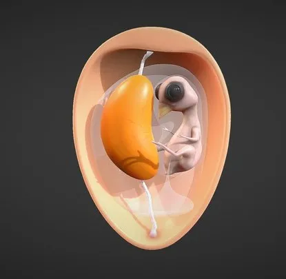 PBR Game 3D Models – Egg Cross Section Embryo Anatomy