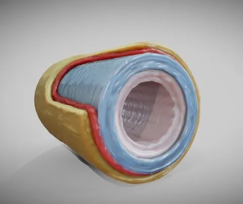 PBR Game 3D Models – Elastic Artery
