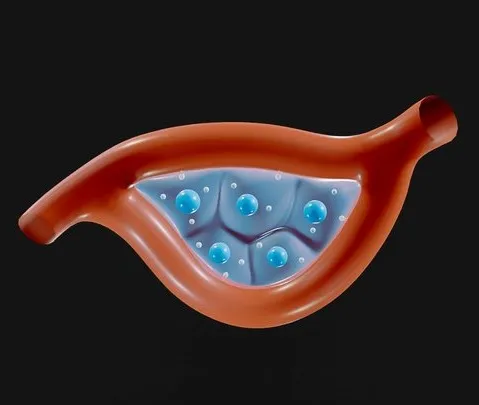 PBR Game 3D Models – Endocrine Glands Anatomy