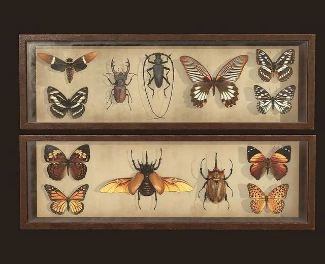 PBR Game 3D Models – Entomological pictures