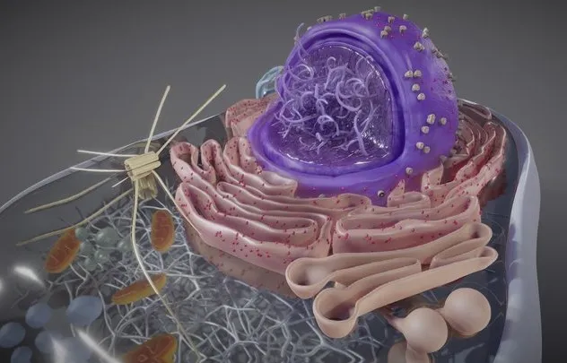 PBR Game 3D Models – Eukaryotic Cell Cross Section