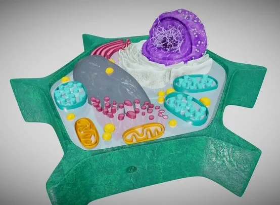 PBR Game 3D Models – Eukaryotic Cell  Plant Cell