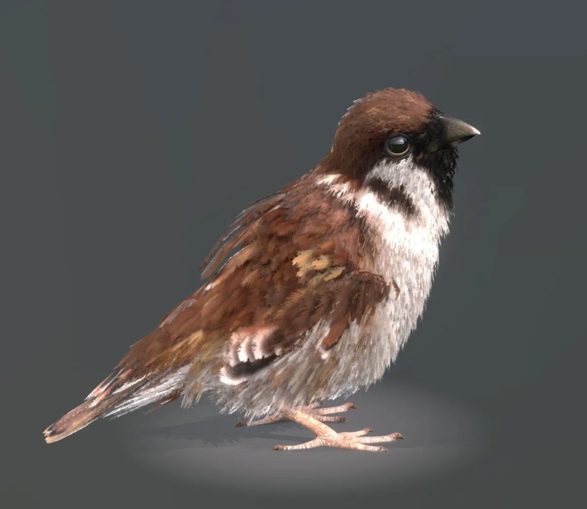 PBR Game 3D Models – Eurasian Tree Sparrow