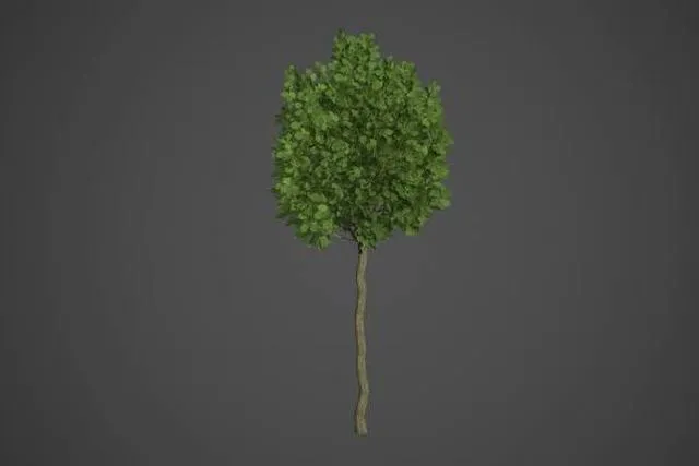 PBR Game 3D Models – European Hornbeam Collection – Carpinus Betulus