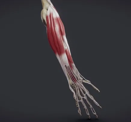 PBR Game 3D Models – Extensors Of The Hand