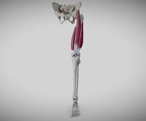 PBR Game 3D Models – Extensors Of The Thigh