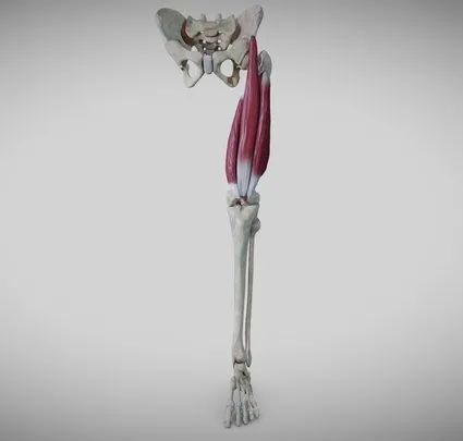 PBR Game 3D Models – Extensors Of The Thigh