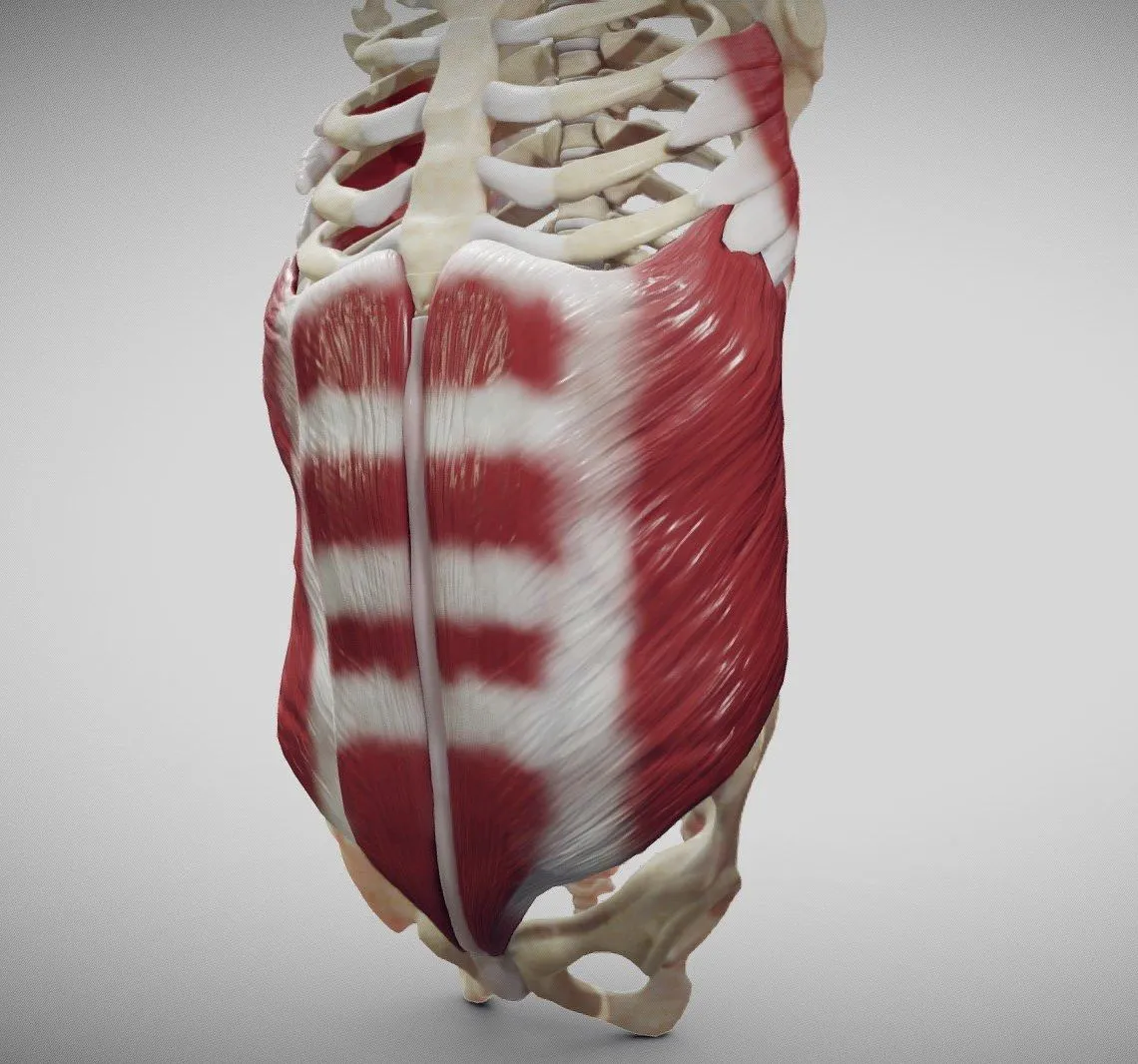 PBR Game 3D Models – External Oblique And Linea Alba