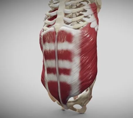 PBR Game 3D Models – External Oblique And Linea Alba