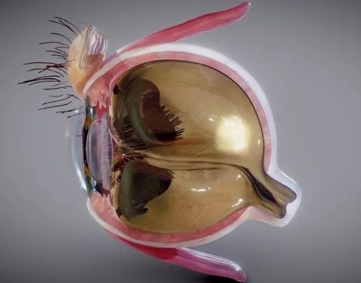 PBR Game 3D Models – Eye Cross Section